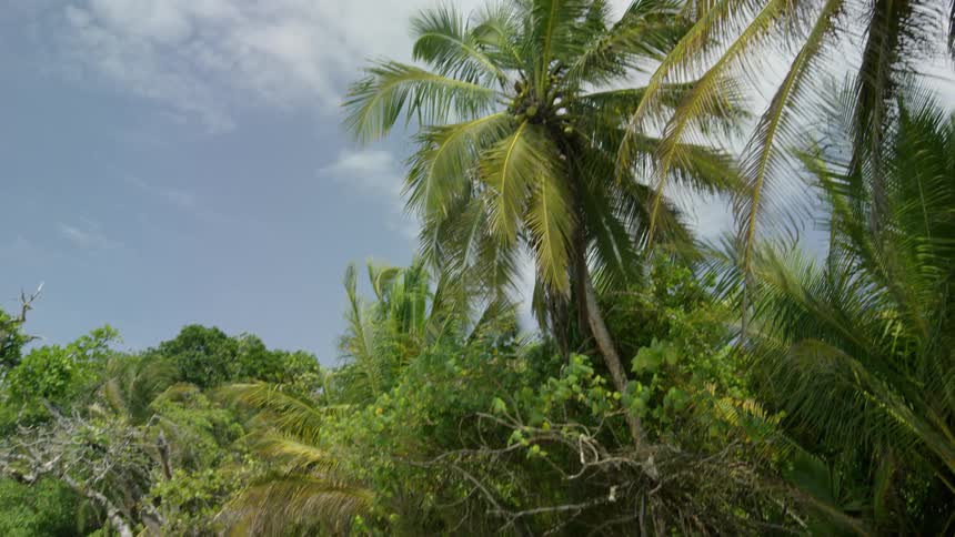 Palm trees grow on a beach