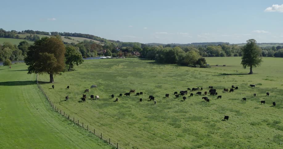 Cows graze in a rural field