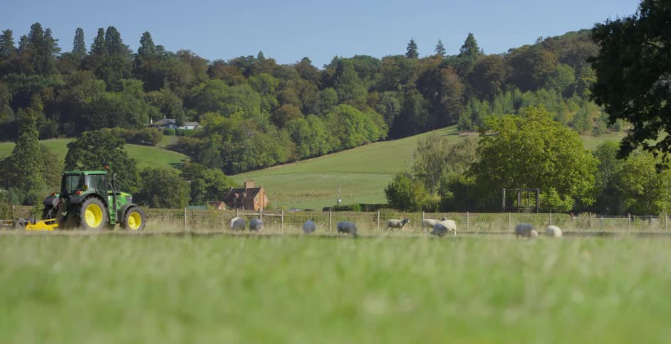 A tractor is driven by sheep on a farm
