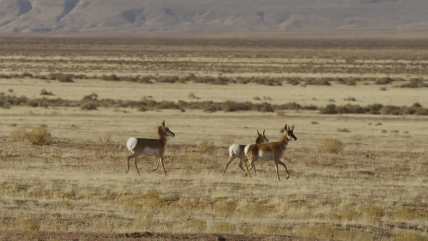 Pronghorn deer run along the grass