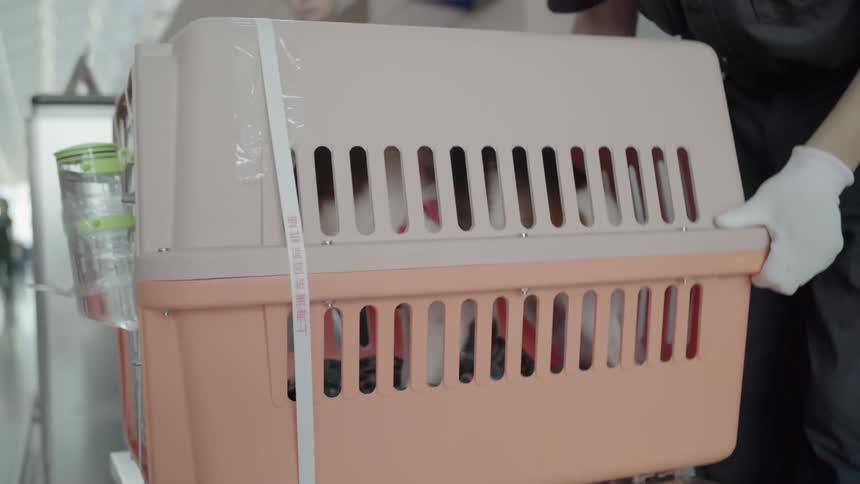 Person ties an animal cage shut in an airport