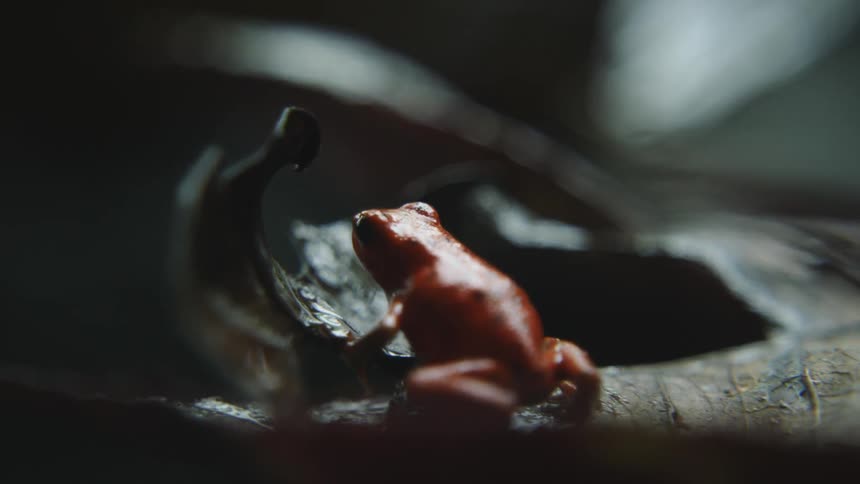 A frog hops on a leaf