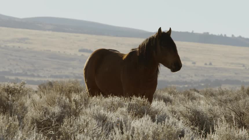 A wild horse stands in a big empty field with mountains in the background