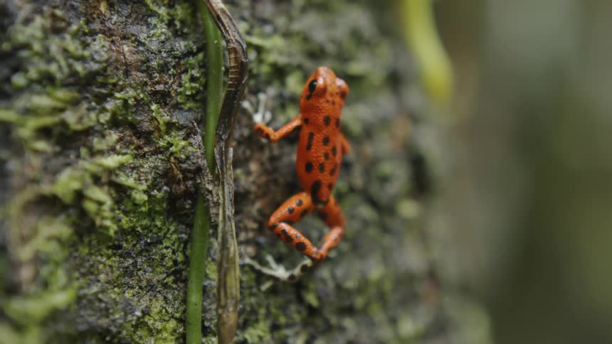 A frog rests on a mossy rock