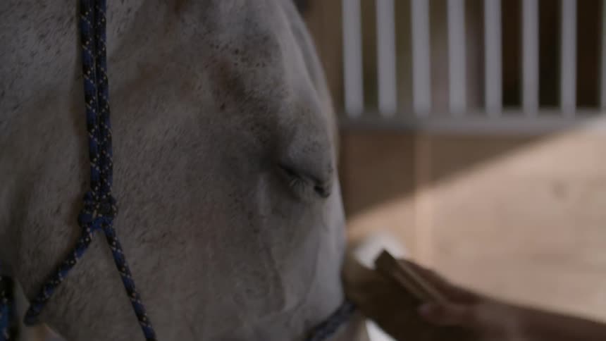 Close up of a horse's face getting brushed
