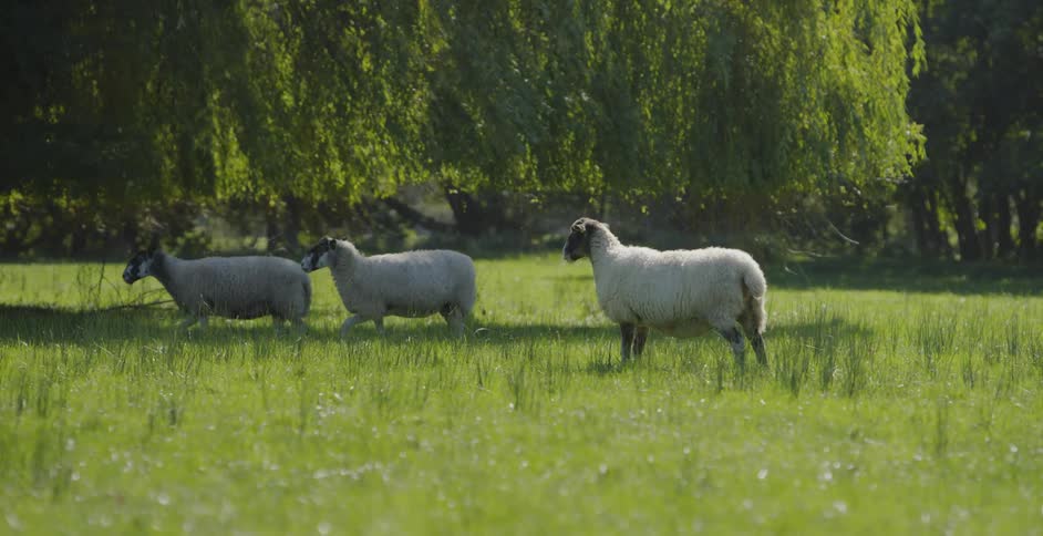 Sheep walk in a grassy field