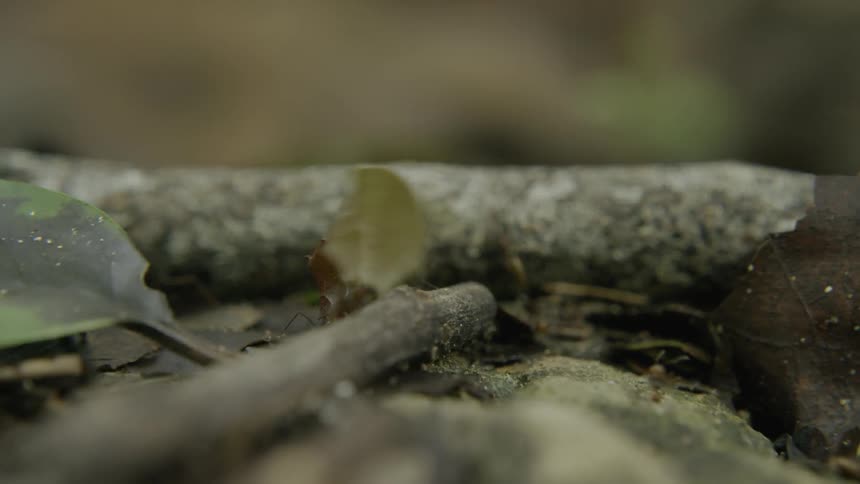 Ants crawl over a fallen tree branch