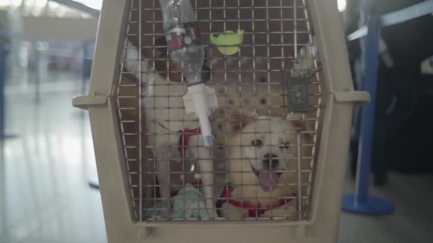Two small dogs in a crate