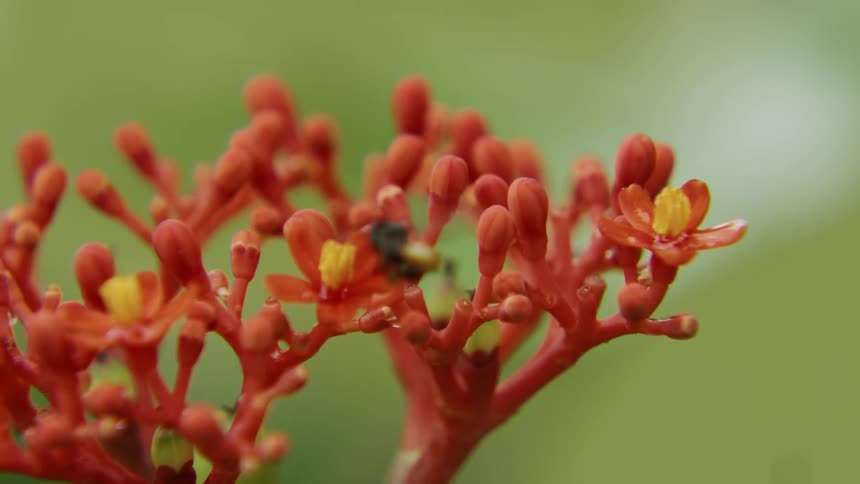 A bug flies from one bloom to another