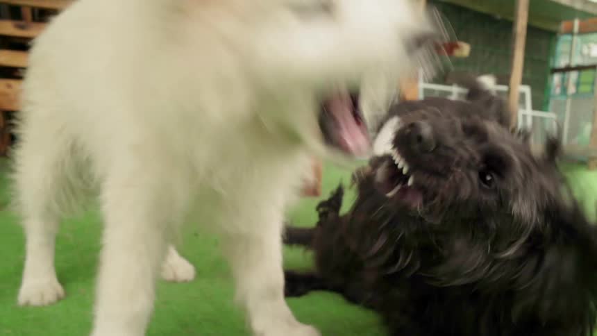 Two dogs play together