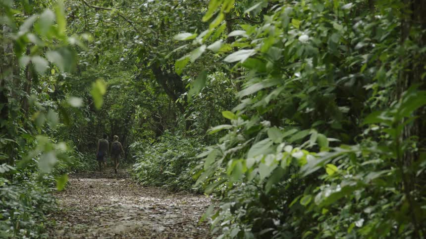 People walk on forest trail