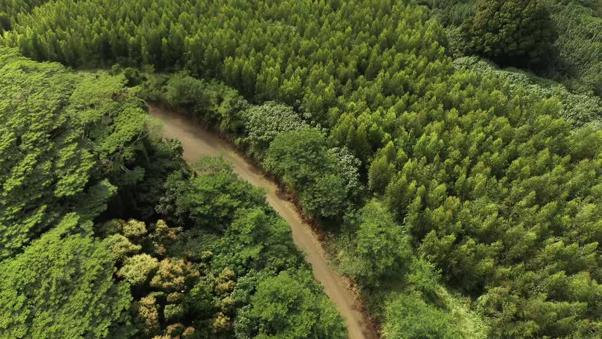 A stream runs through the huge forest