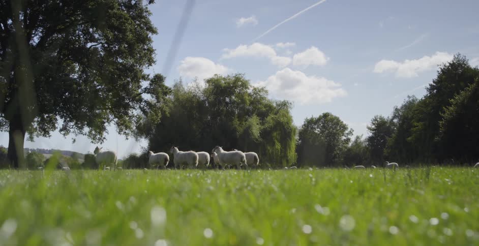 Sheep graze in a field