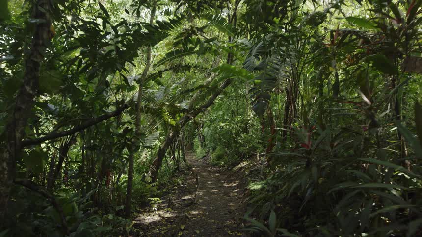 A dirt path in a forest