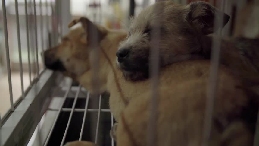 Dogs sleep in a crate