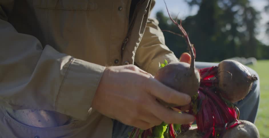A farmer holds beets in a rural field