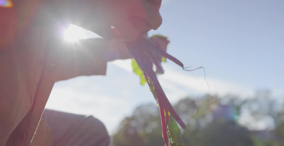 A farmer holds beets outside