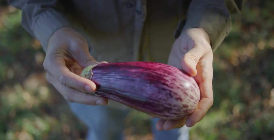 Person turns an eggplant over in their hands