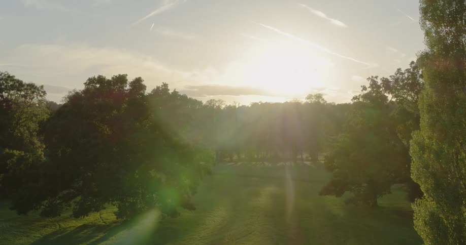 Sunlight shines over trees and grass