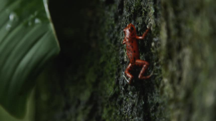 Orange frog with black spots climbs up the side of a tree
