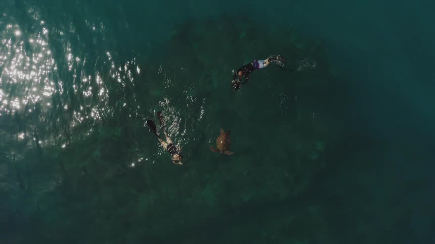 Two people swim around a sea turtle