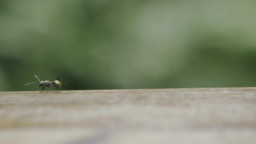 An ant crawls on a log