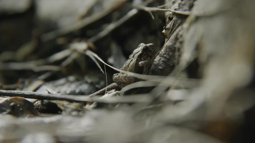Forest floor with dead twigs and leaves