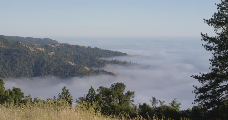 Trees and grass surrounded by foggy clouds