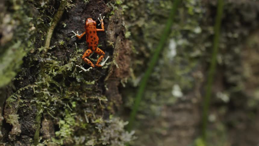 A frog climbs on a mossy rock