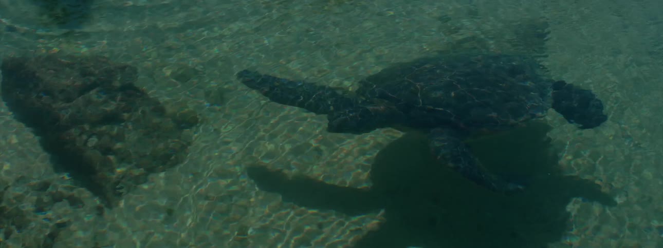 A sea turtle swims in the water