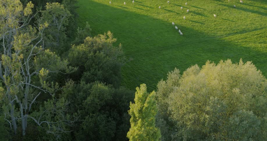 Animals trot in the green grassy field