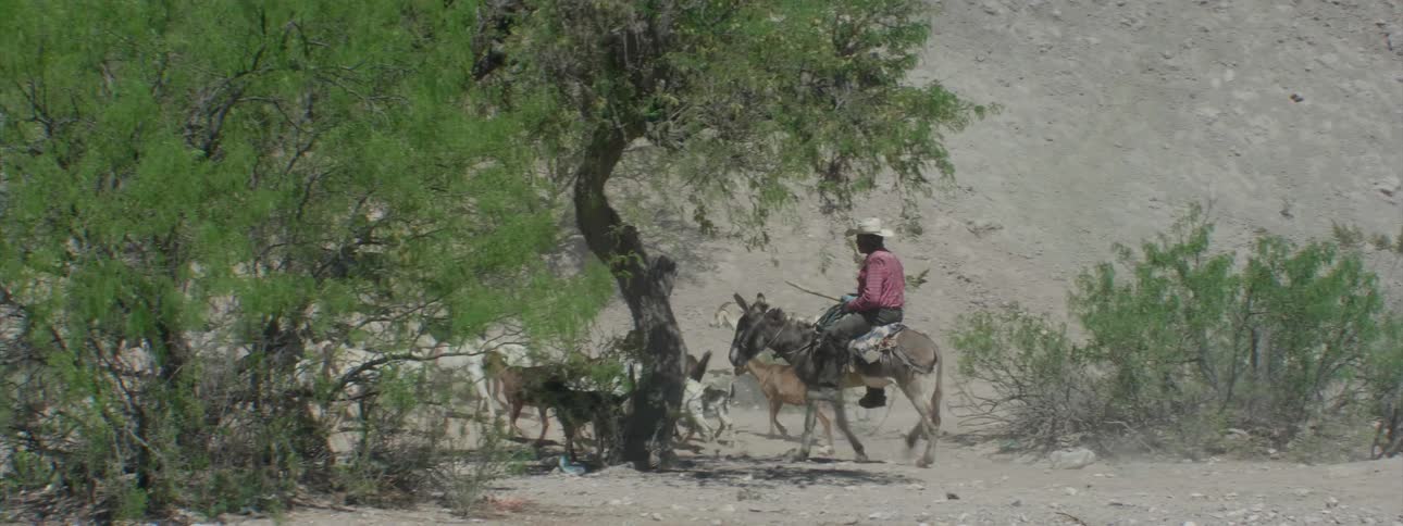 A man on a donkey herds a group of goats