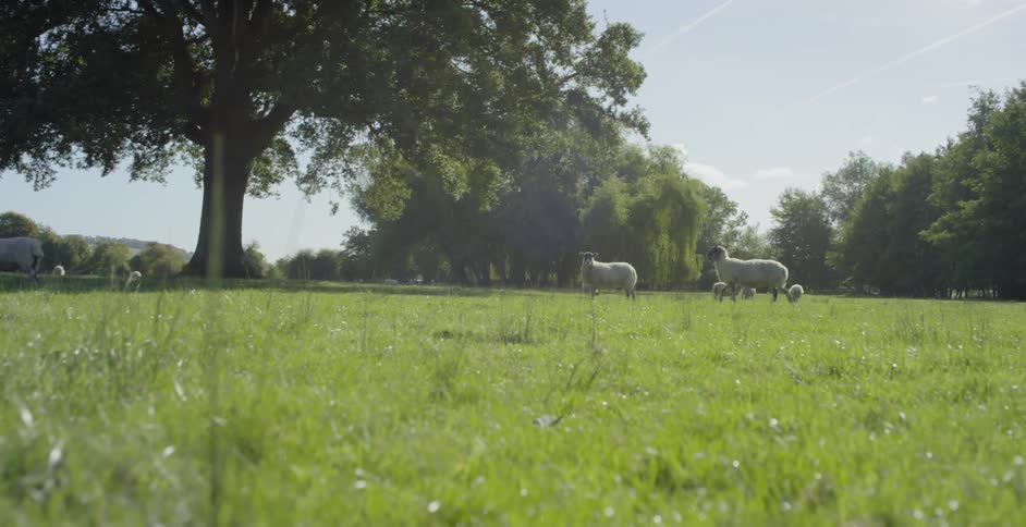 Sheep graze in a grassy field