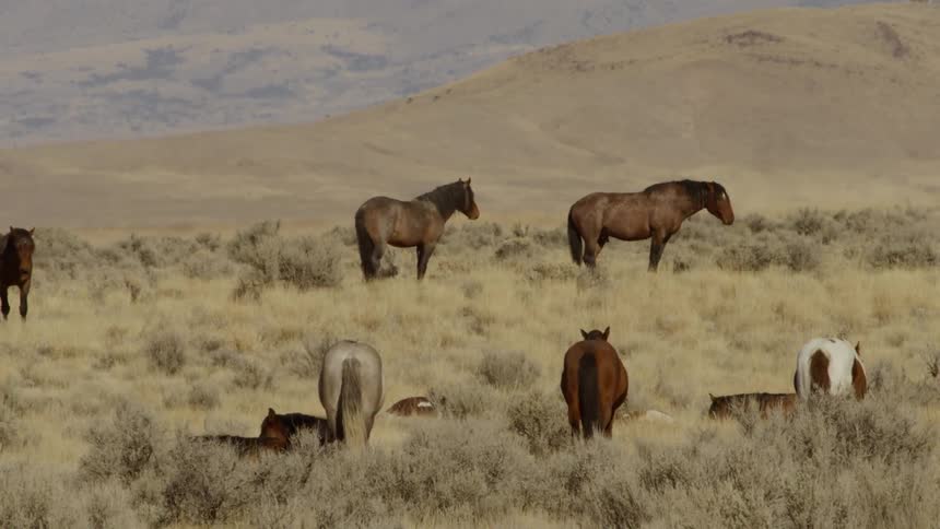 Several horses standing in a field on a sunny day