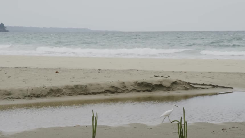 A bird walks on a sandy beach