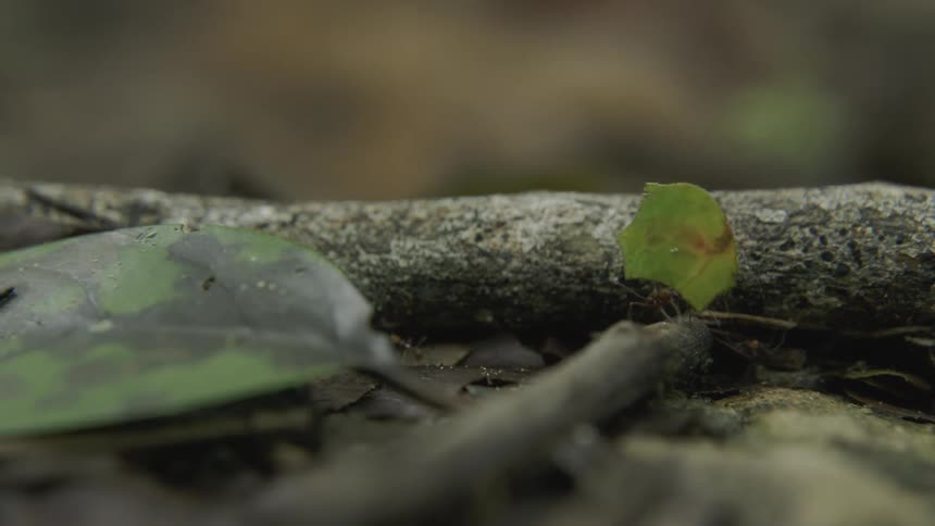 Ant carries a leaf walking across a stick