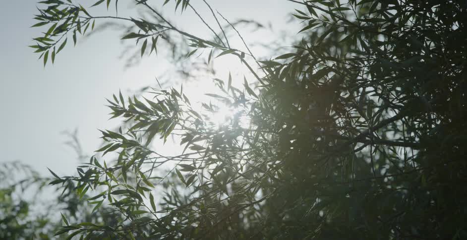 Sunlight shines through tree leaves