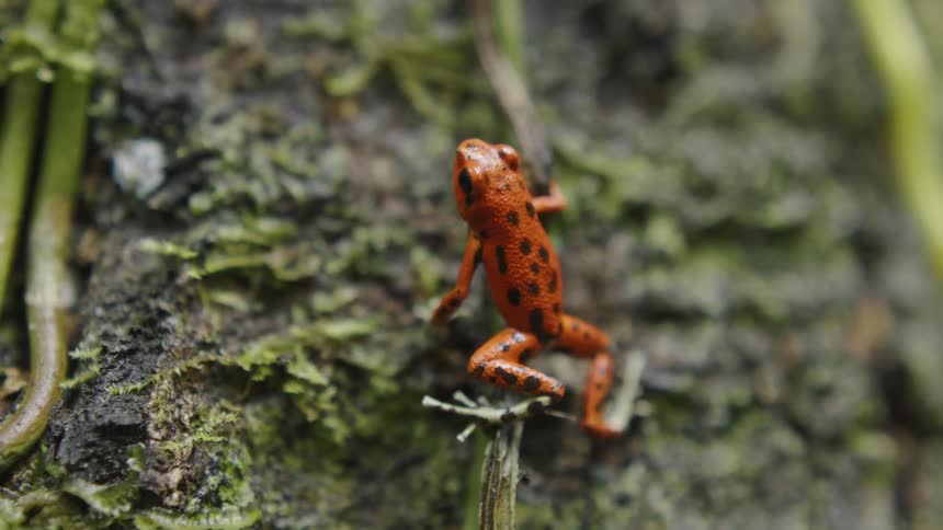 Orange frog perched on a mossy tree trunk
