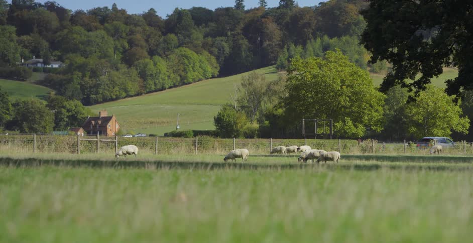 Sheep graze in a field