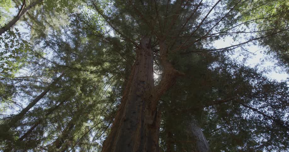 Trees stand in a forest