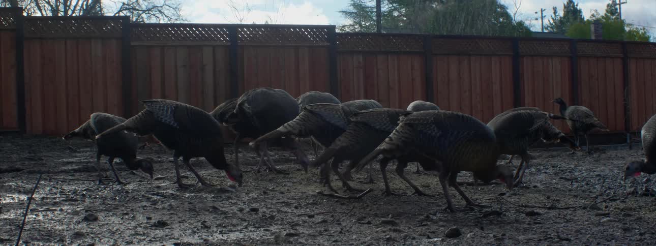 Turkeys peck on the ground in a barnyard
