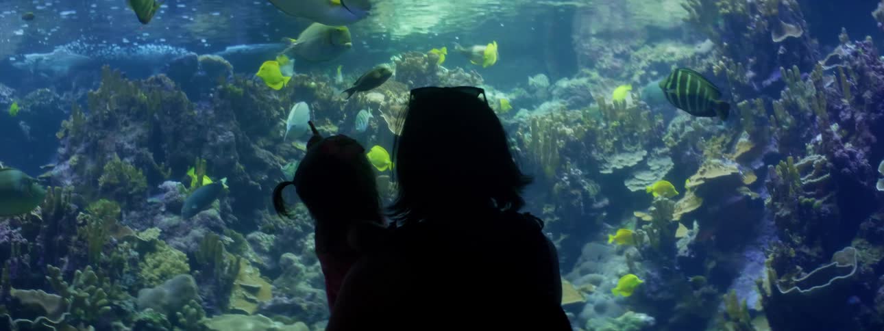 A woman holds a little girl who points at fish in an aquarium tank
