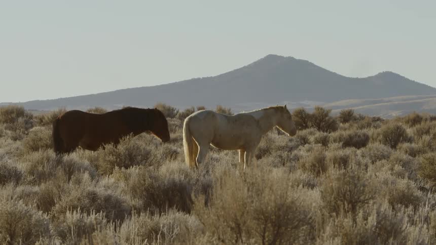 The two horses are standing together in the tall grass