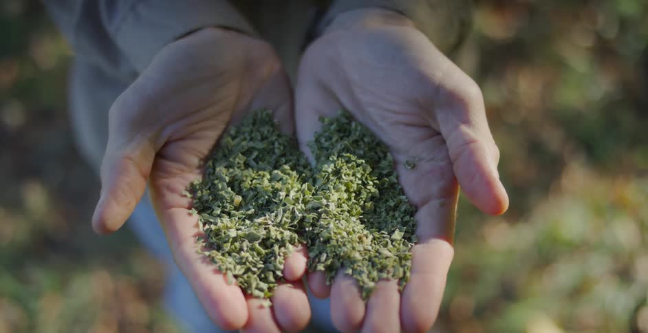 Person sifts greenery through their hands
