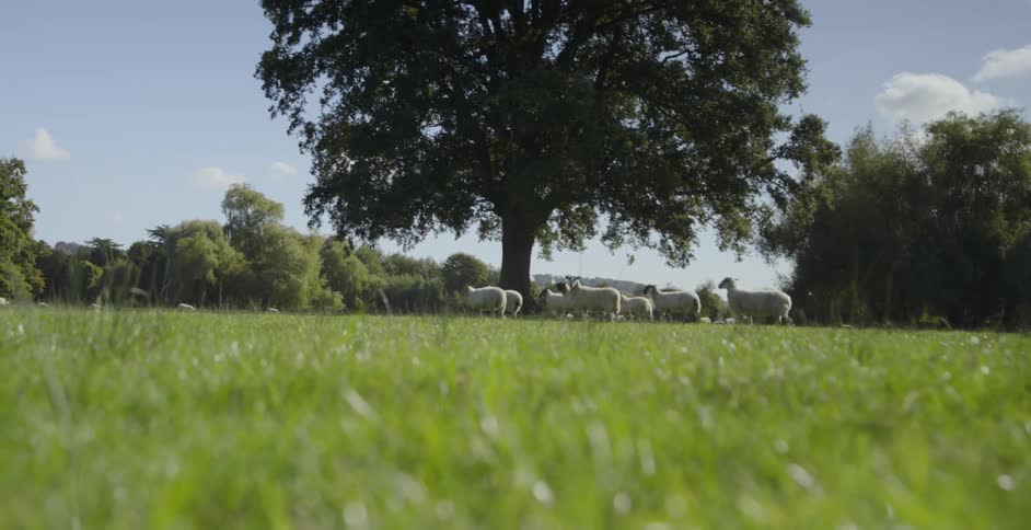 Sheep graze in a field