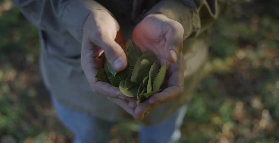 A person standing outside cupping leaves in their hands and thumbing through them