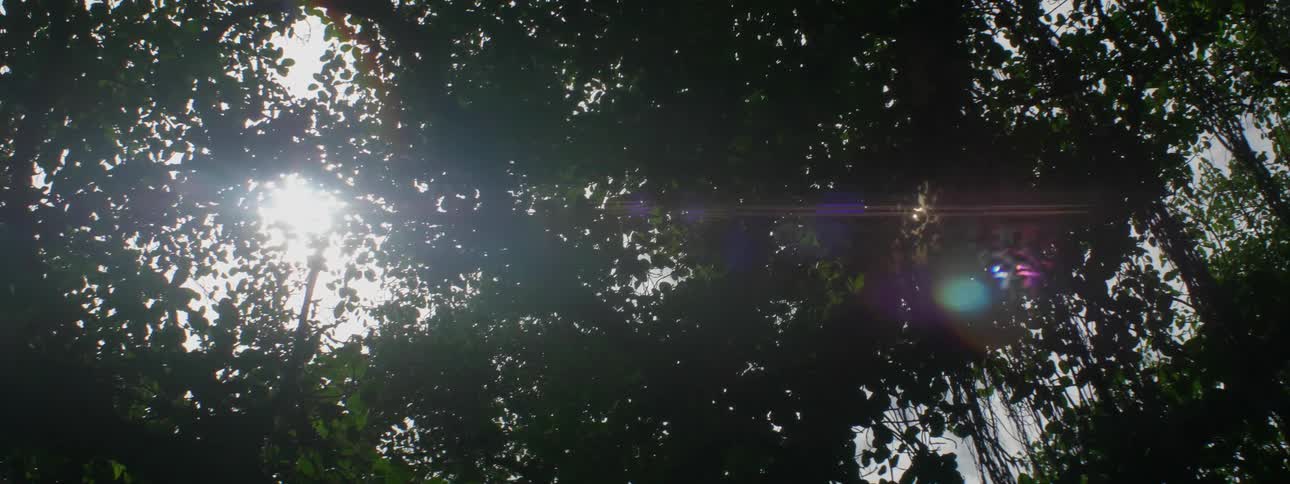 Sunlight shines through tree branches