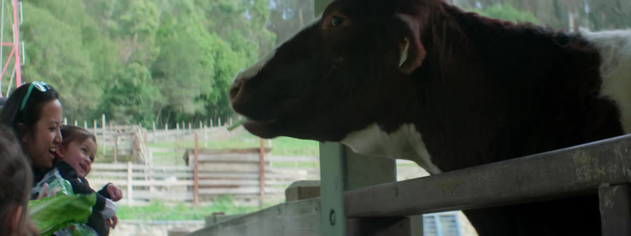 Cow eating leaves given to it from a child being held by an adult