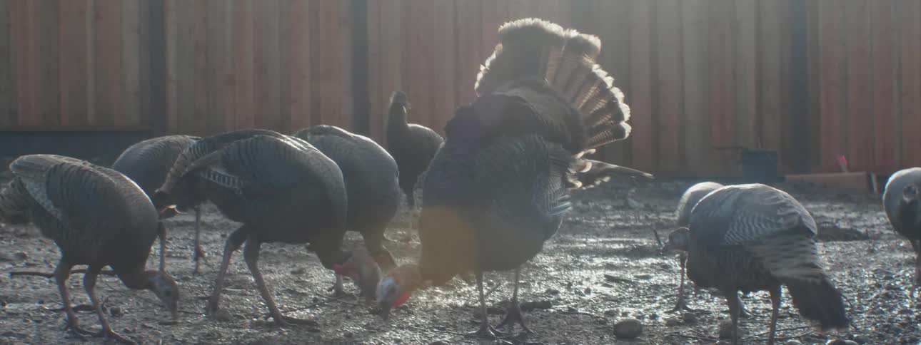 Turkeys peck on the ground in a barnyard