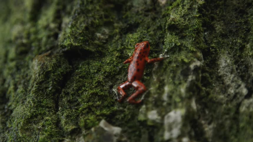 A red frog with spots holds onto moss covered tree